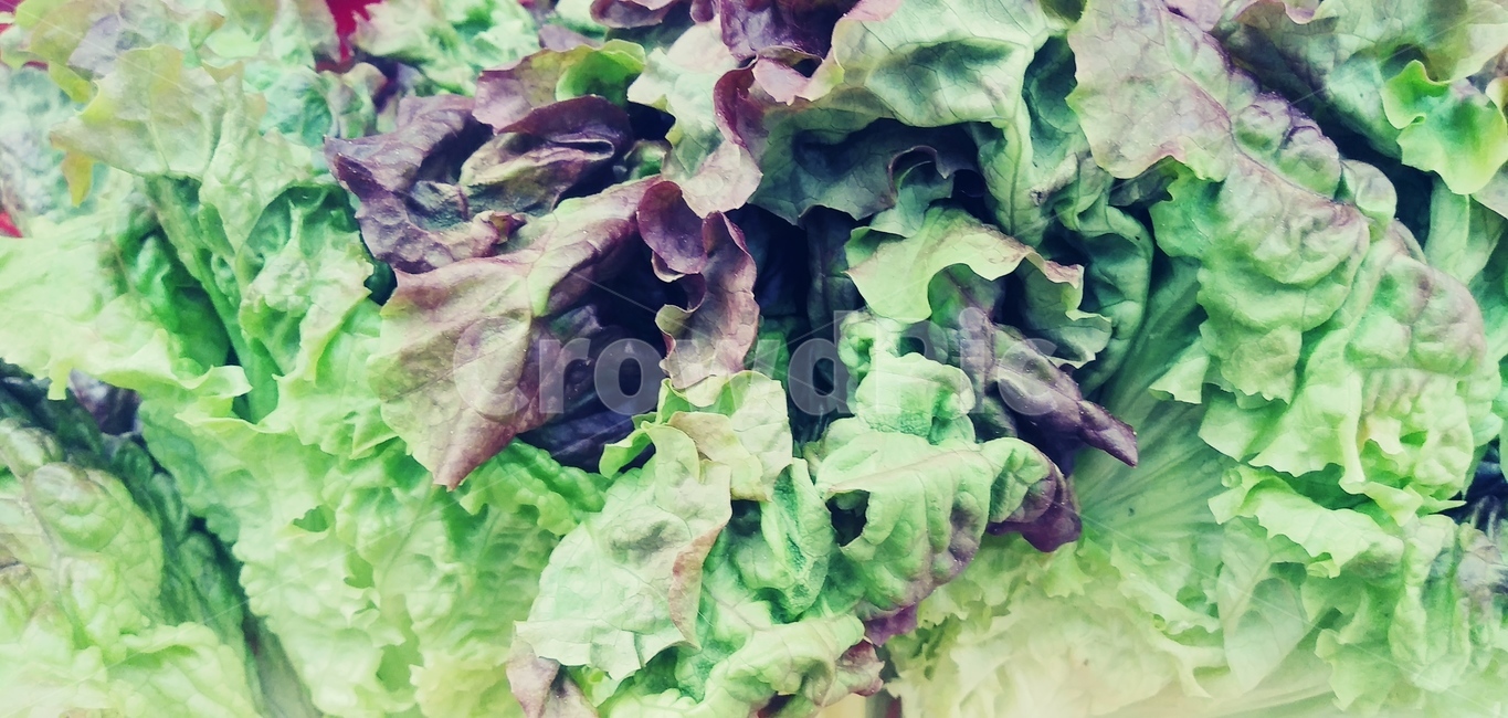 상추,야채,음식,food,식물