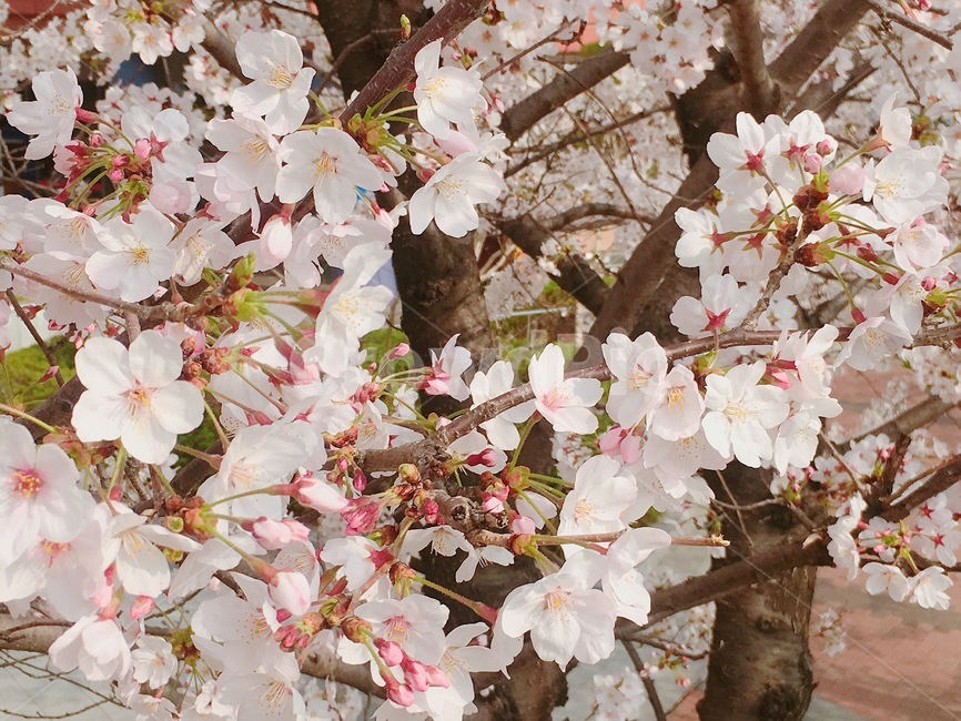 4월,벚꽃,flower,핑크색꽃,봄,자연,봄,계절,spring,season,식물,자연,plants,nature,꽃,flower,plant,cherry blossom,blossom