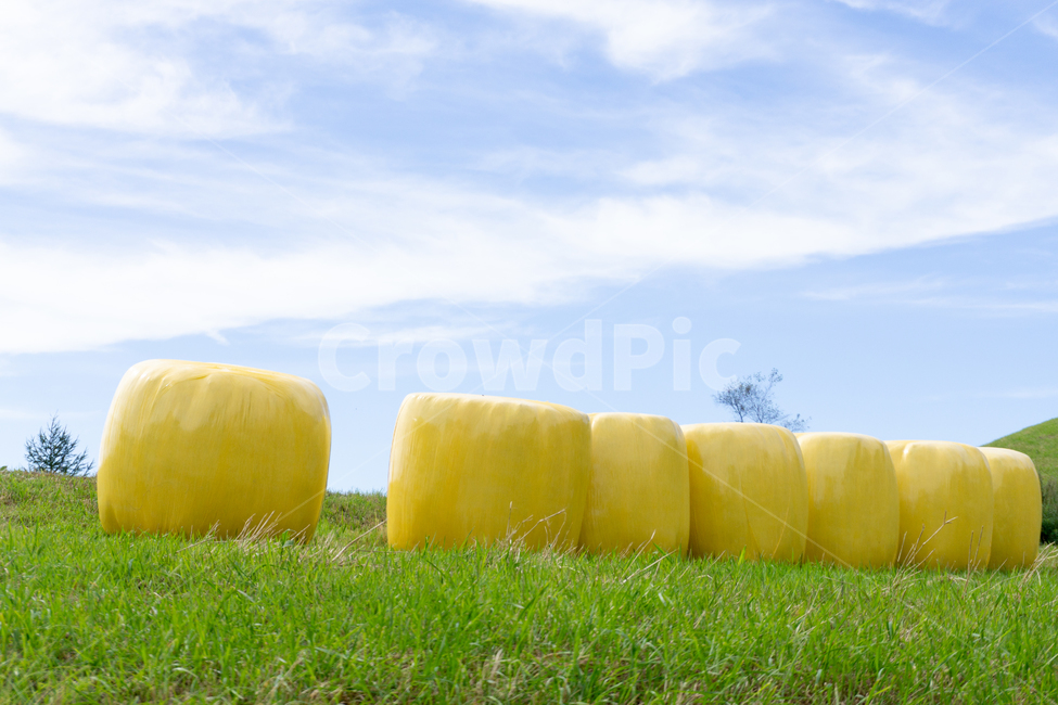 하늘,마쉬멜로우,건초,풀,자연,엽서,풍경,산업,industry,industrial,농업,농사,agriculture,farming,farming industry
