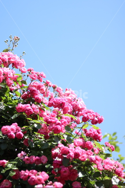 장미,핑크,5월,풍경,맑음,빛,식물,자연,plants,nature,꽃,flower