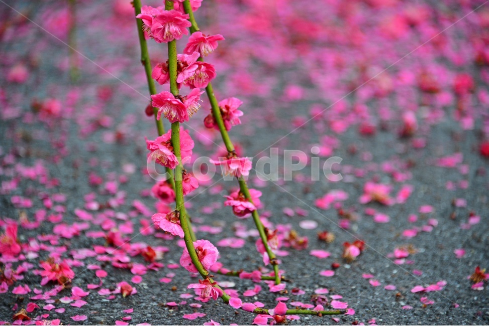 petal,꽃잎,blossom,plant,식물,flower,꽃,홍매화,매화,매실,낙엽