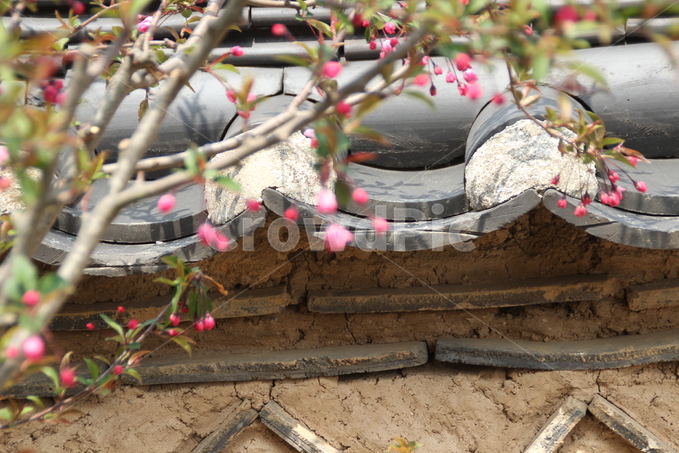 고택,목조건물,봄,꽃,새순,새잎,돌담,담장,기와,oldhouse,woodenbuilding,spring,flower,newleaf,bud,shoot,stonewall,rooftile