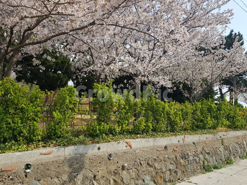 벚꽃,식물,blossom,벽화,봄