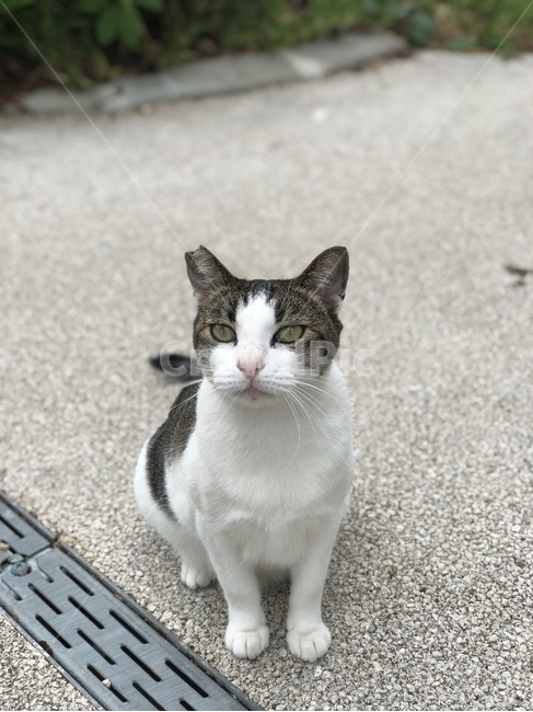 고양이,길고양이,코숏,코리안숏헤어,길냥이,동물,animal,포유류,mammal,고양이,cat,kitten,kitty