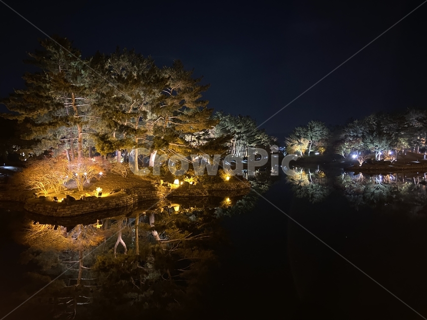 동궁과월지,야경,자연,식물,plant,tree,나무,풍경,scenery,outdoors,경치