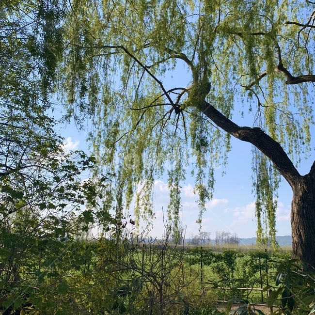 tree,나무,plant,식물,outdoor,green