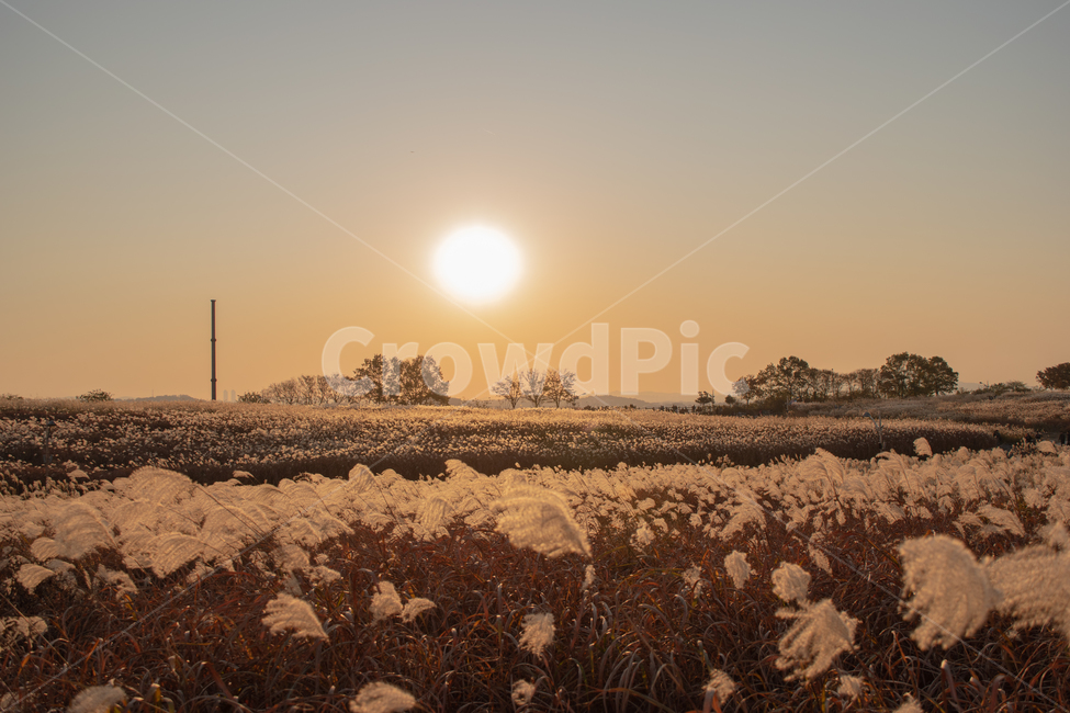 억새밭,갈대밭,갈대,억새,태양,가을,가을감성,자연,가을,계절,fall,autumn,season,자연,풍경,nature,landscape
