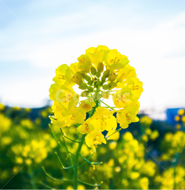유체꽃,꽃,자연,식물,노란색,flower,식물,자연,plants,nature,꽃,flower