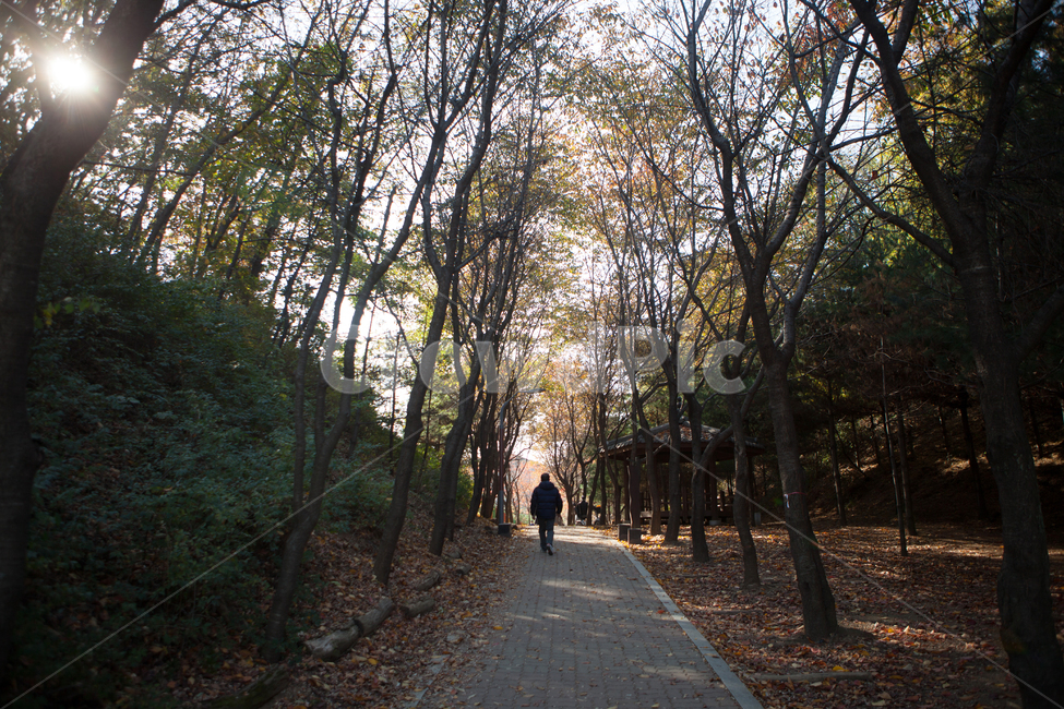 human,인간,person,사람,plant,식물,tree,나무,path,통로,공원,산책,산책로,가로수