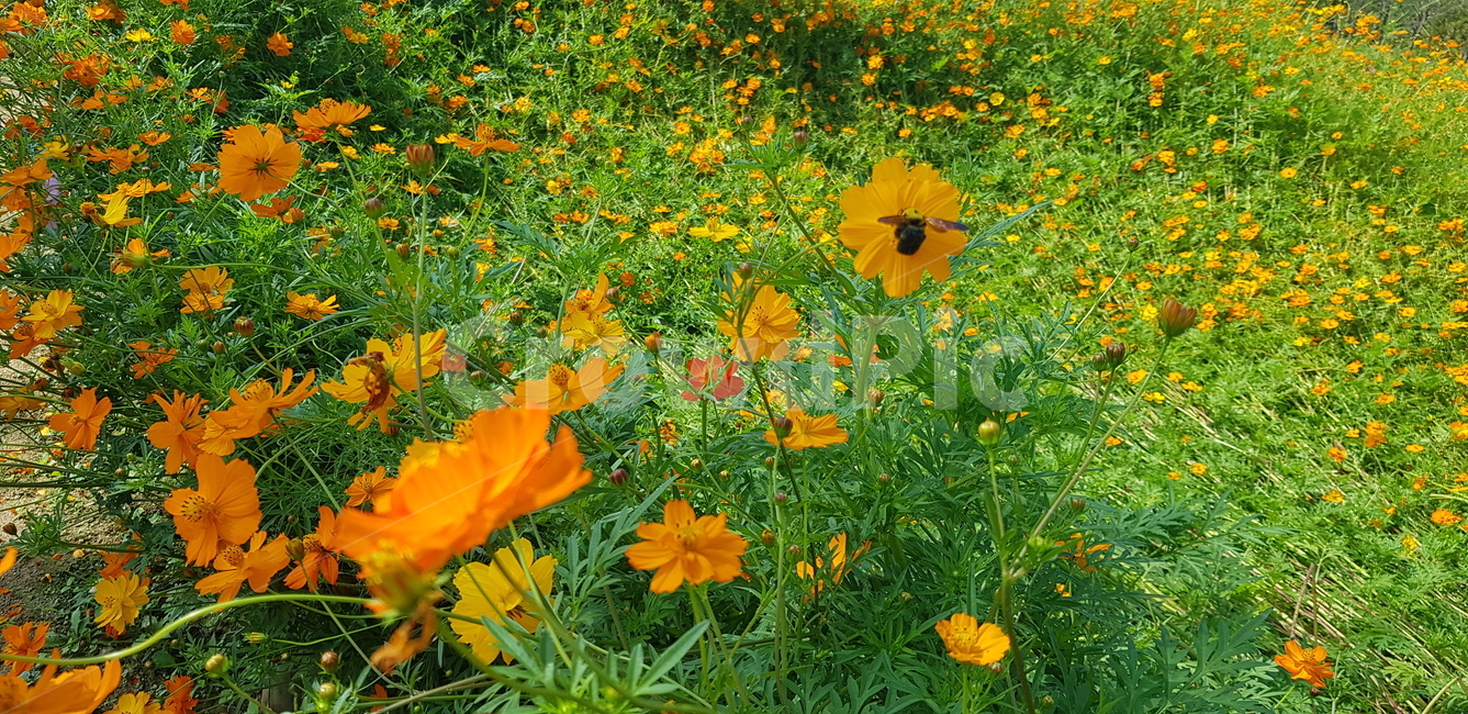꽃,꽃밭,주황,초록,줄기,계절,뜰,정원,자연,식물,grassland,field,outdoors,rural,plant