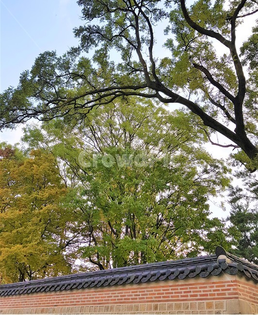 경복궁,담장,고궁,담벼락,한국전통,경복궁담장,한국문화,koreantraditional,koreanculture,랜드마크,landmark,한국랜드마크,touristattraction,한국관광지,한국명소,korealandmark,koreatouristattraction,나무,plant,tree,nature,outdoors,자연,옥외,기와