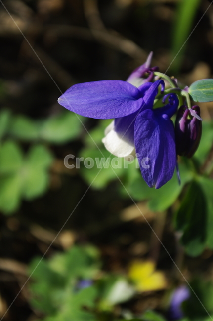 매발톱꽃,식물,plant,자연,nature,꽃,flower,식물,자연,plants,nature,꽃,flower