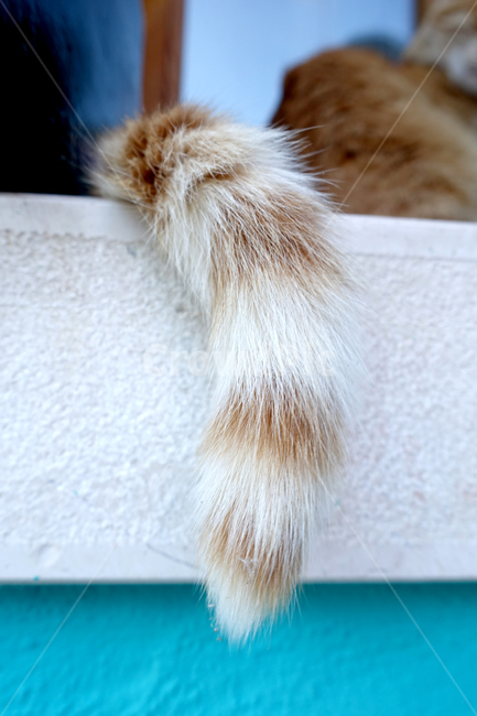 고양이,길고양이,귀여움,꼬리,털,동물,cat,tail,hair,cute