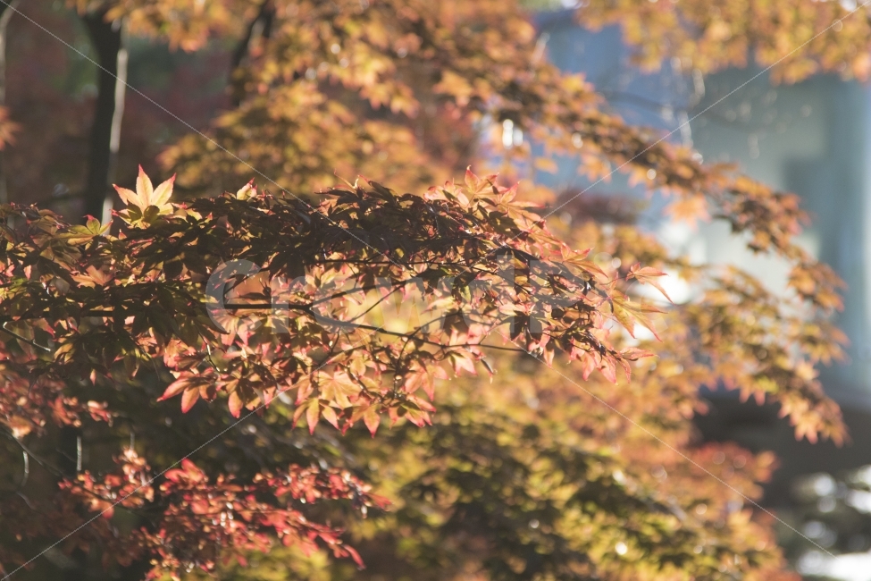여행,여름,풍경,자연,노을,가을,계절,fall,autumn,season,식물,자연,plants,nature,감성,sensible,feeling,leaf,잎,plant,tree,나무