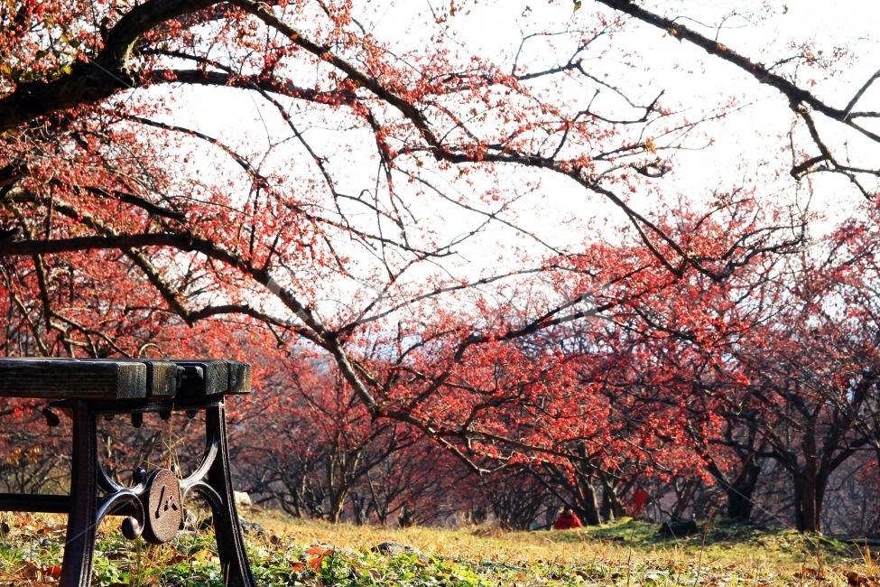 산수유,빨간,숲,가을,열매,의자,휴식,편안함,뒷산,따뜻함,흐드러진,이미지,고향,자연,붉은,감성사진,가을,계절,fall,autumn,season,식물,자연,plants,nature,나무,trees,wood,plant,tree