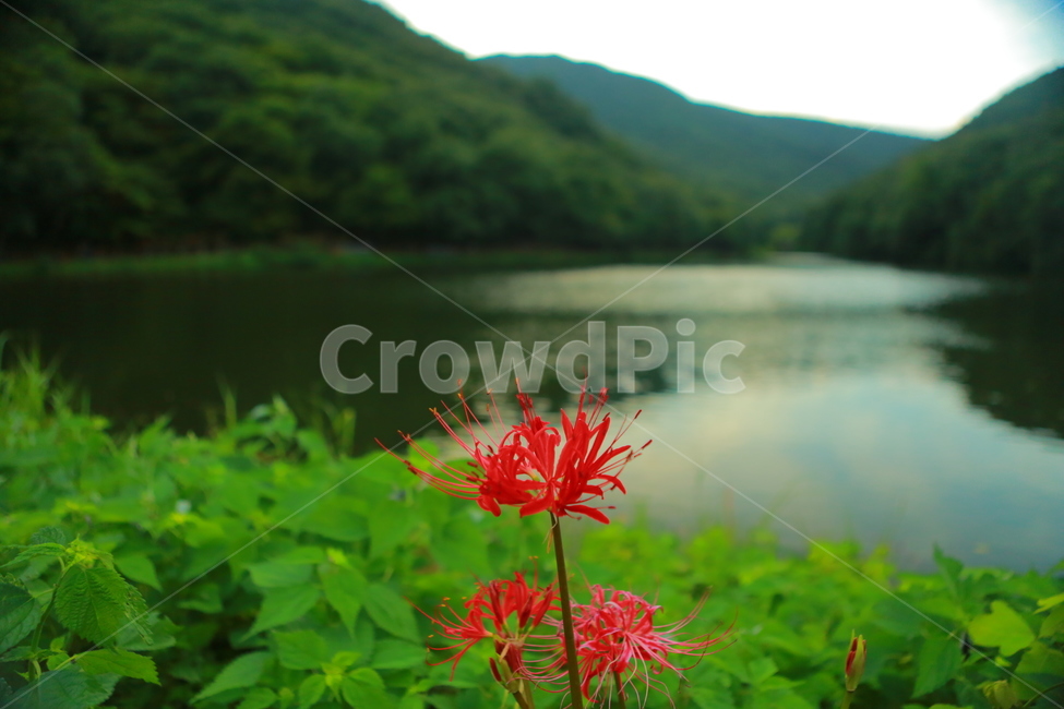상사화,가을꽃,강한빨강,빨강,항아리,magiclily,식물,자연,plants,nature,꽃,flower