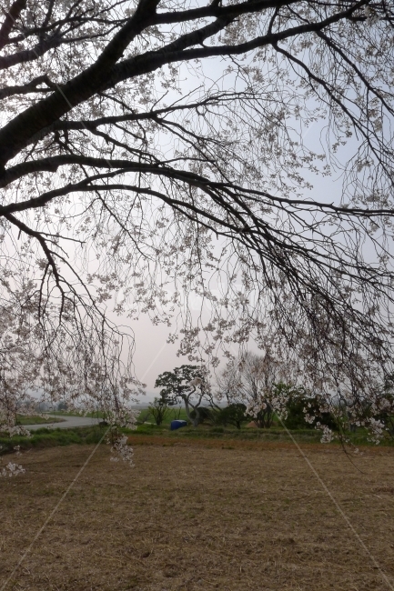 벚꽃,버드나무,벚나무,늘어진벚꽃,봄,시골,봄,계절,spring,season,식물,자연,plants,nature,나무,trees,wood,tree,plant