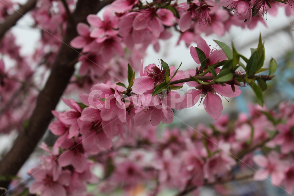 식물,flower,꽃,blossom,벚꽃,바람,식물,자연,plants,nature,꽃,flower