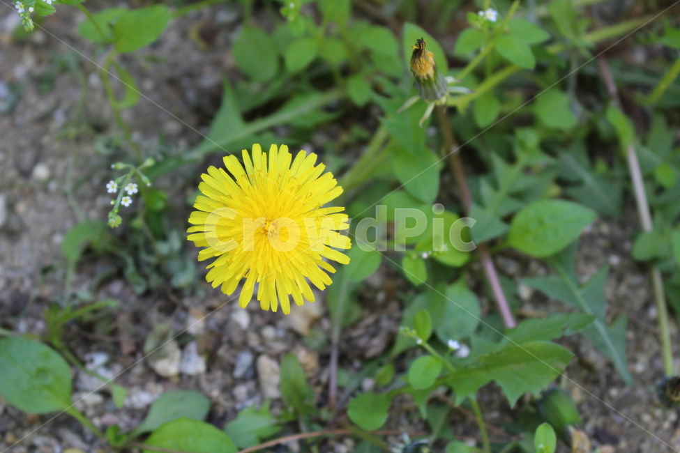 민들레,노랑색,꽃,flower,공원,식물,plant