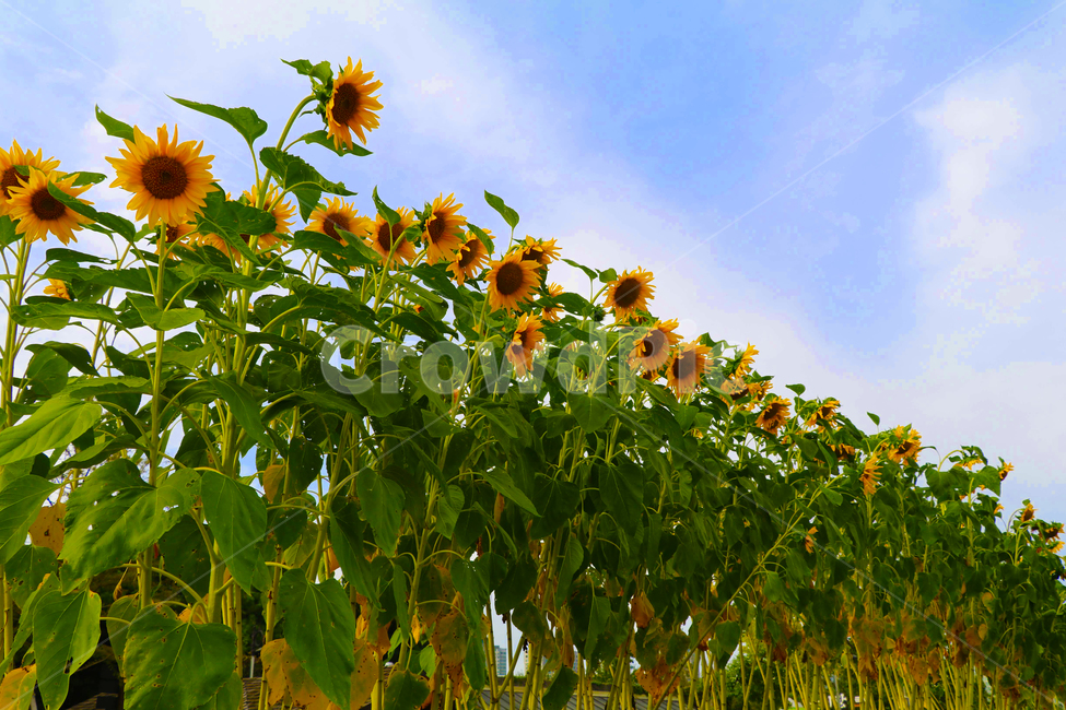 해바라기,꽃,키다리,하늘,구름,정렬,높이,식물,자연,plants,nature,꽃,flower