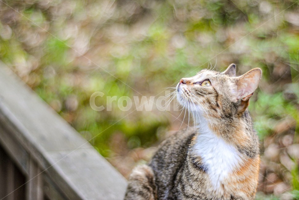 고양이,cat,야옹이,동물,아웃포커싱