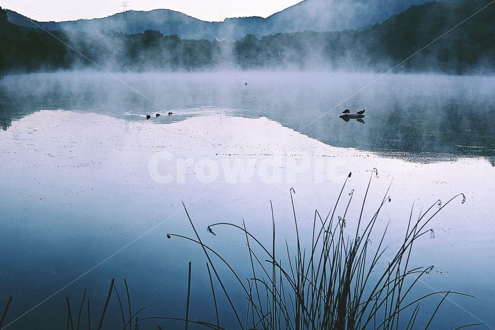 호수,인천대공원,물안개,새벽,아침,풍경,자연,식물,물,자연,풍경,nature,landscape,한국자연풍경,한국자연경관,korea nature landscape