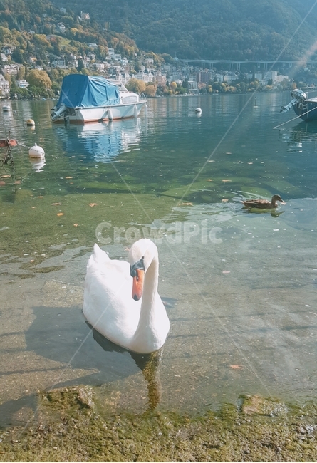 boat,보트,호수,lake,동물,백조,swan,오리,duck,헤엄,swim,동물,animal,조류,새,birds