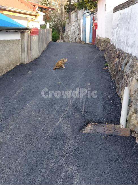 길고양이,시골고양이,시골풍경,자연,귀여운고양이,골목길,alley,동물,animal,포유류,mammal,고양이,cat,kitten,kitty,asphalt,아스팔트