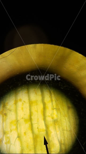 양파,양파세포,세포,현미경,microscopes,과학,cell,양파표피관찰,onion,식믈세포,nucleus,cellwall,food,음식,식물