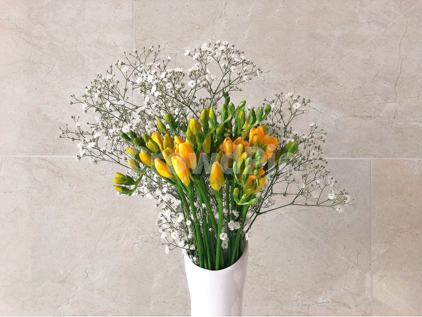 꽃,봄,프리지아,안개꽃,노랑색,실내용화초,화분,화초,house plant