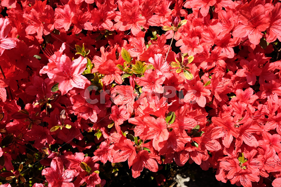 자연,꽃,풀,나무,풍경,봄,plant,outdoor