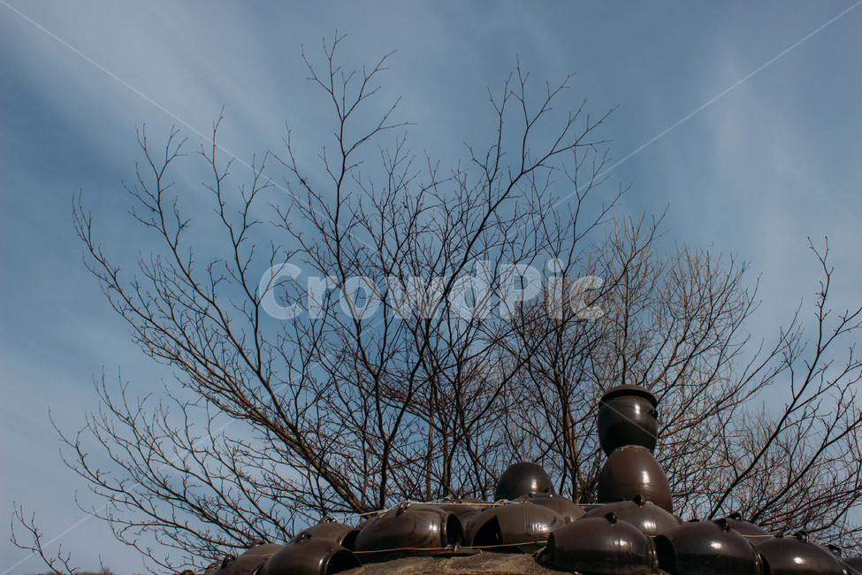sky,blue,나뭇가지,나무가지,장독대,하늘,구름,자연,풍경,nature,landscape