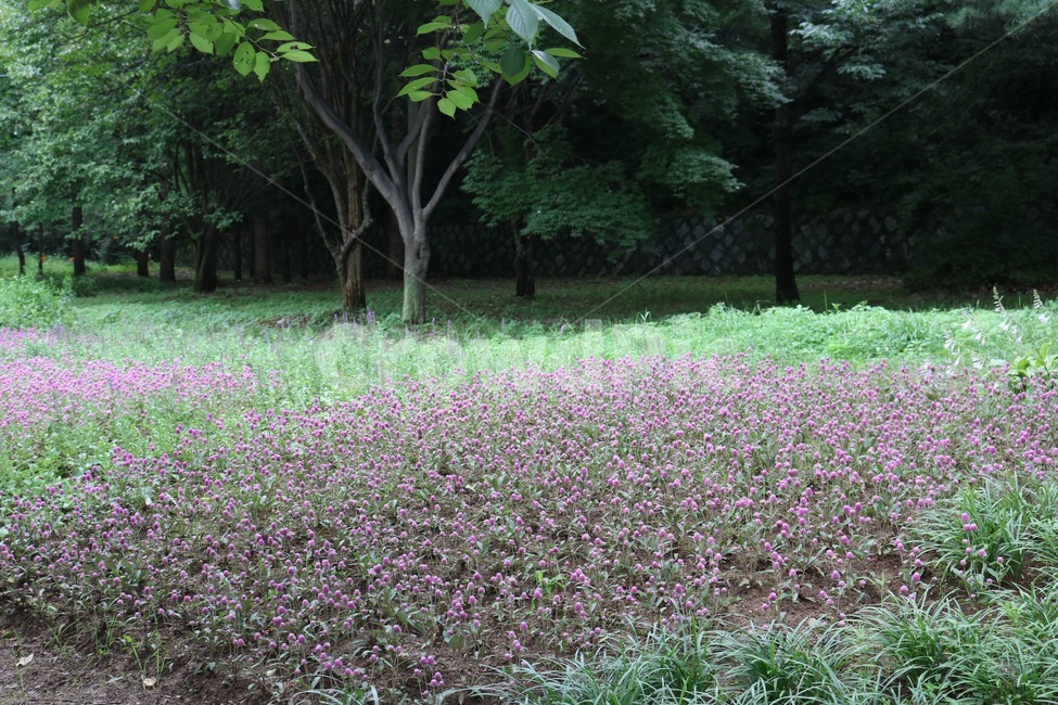 꽃,식물,분홍,초록,자연,flower,hana,plants,shokubutsu,pink,pinku,green,midori,나무,tree,ki,자연,풍경,nature,landscape