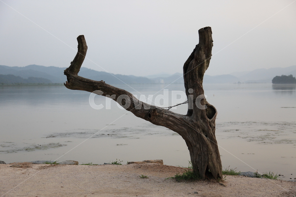 고목,자연,강,외로움,자연환경,양수리,두물머리,식물,자연,plants,nature,나무,trees,wood