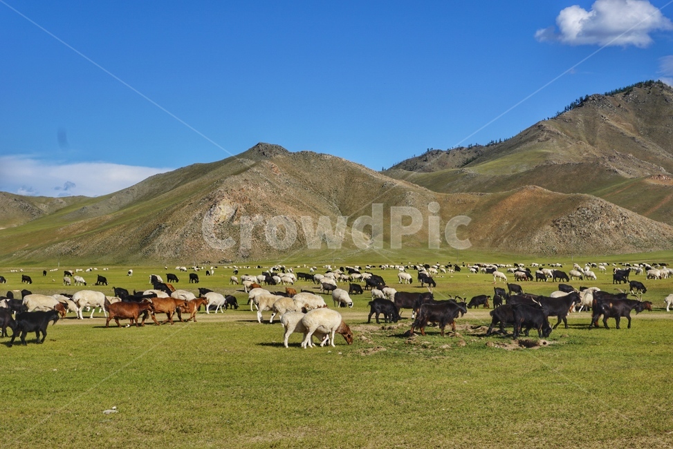 nature,자연,mongolia,몽골,풍경,하늘,cattle,가축,animal,동물,countryside,포유류,cow,소,farm,농장,동물,animal,포유류,mammal