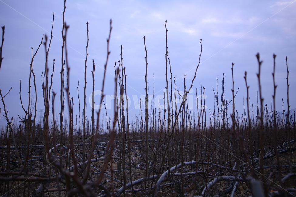 배나무,하늘,새순,가지,농장,겨울,계절,winter,season,식물,자연,plants,nature