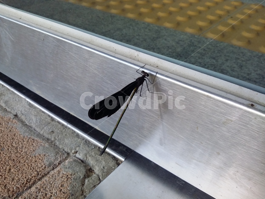 곤충,잠자리,동물,문,벽돌,곤충,벌레,insect,bug