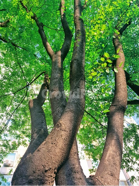 나무,잎사귀,나무기둥,밤색,초록,어울림,두그루,trunk,식물,자연,plants,nature,나무,trees,wood