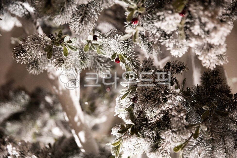 흰눈,흰색,하얀색,흰눈꽃,하얀크리스마스,트리,성탄절,크리스마스트리,whitesnow,white,whitesnowflake,whitechristmas,tree,christmas,christmastree,겨울,계절,winter,season,메리크리스마스,성탄절,merry christmas