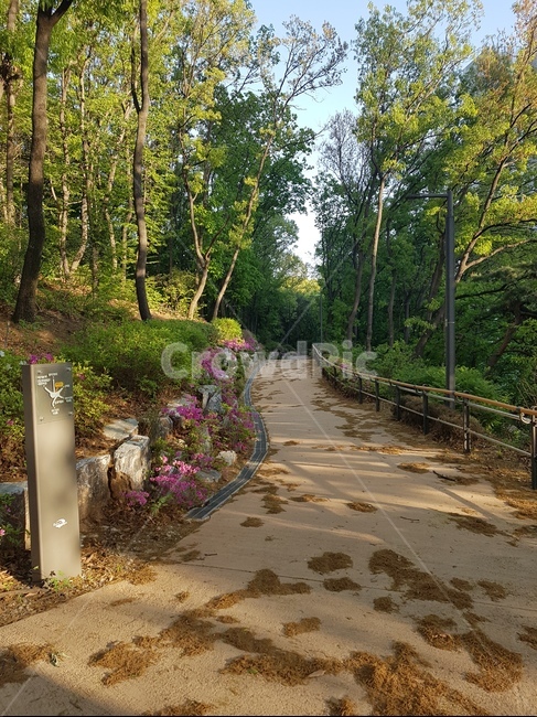 소나무,소로길,숲,풍경,낙엽