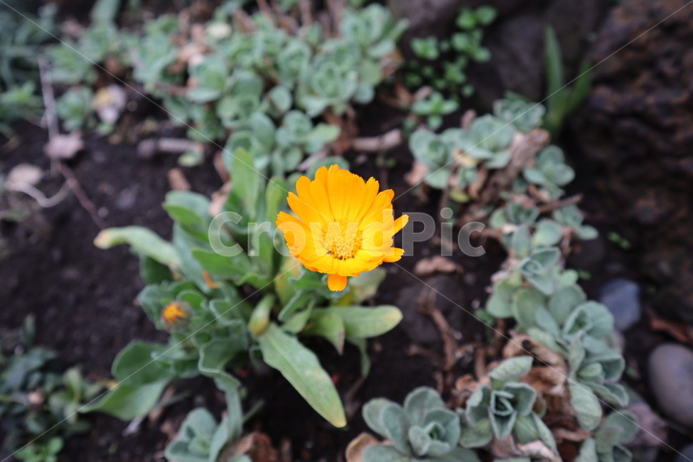 plant,flower,jeju,jejudo,식물,꽃,풀꽃