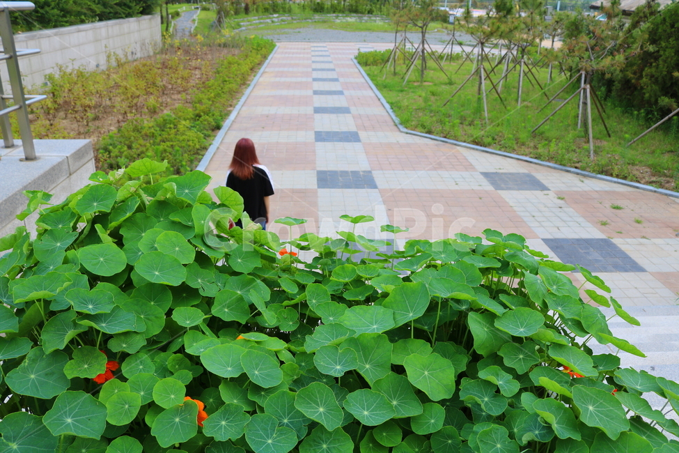 한련화,금련화,식물,허브,공원,산책길,한련,금련,자연,풍경,nature,landscape,사람,인물,인간,human,person,여성,여자,woman,female,lady,plant