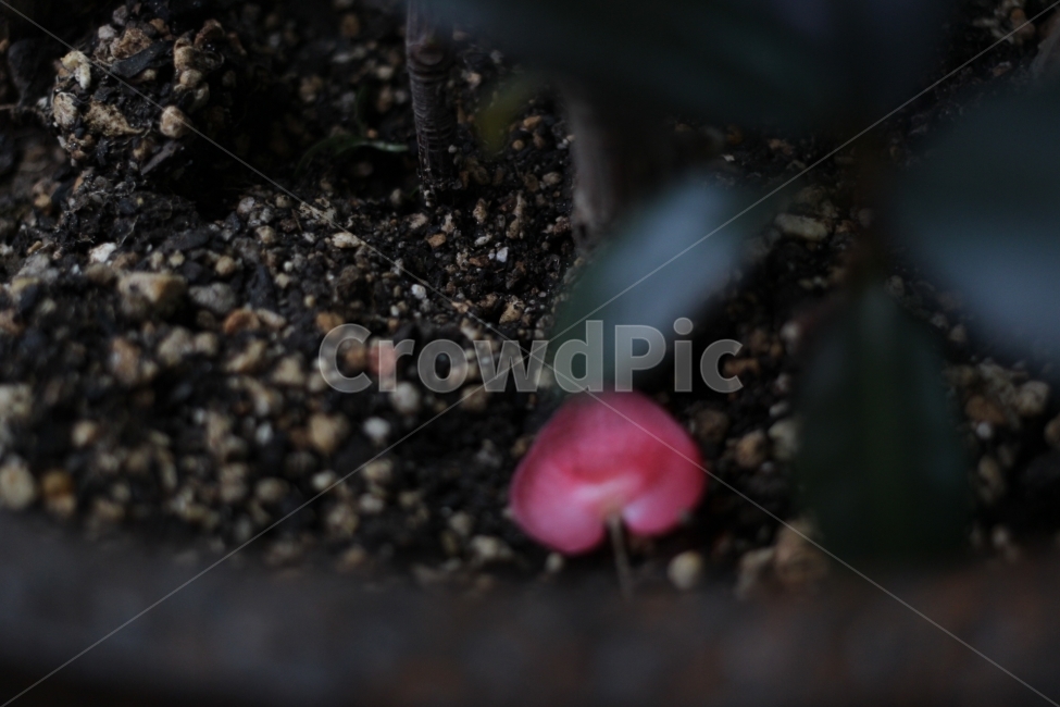 화분,꽃잎,빈티지,하트,감성,접사,식물,자연,plants,nature,감성,sensible,feeling