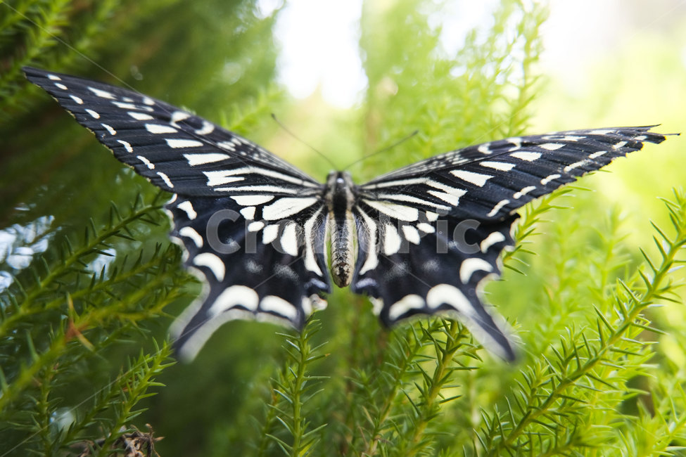 나비,자연,접사,butterfly,wings,nature,flying,season,6월,insect,곤충,jun