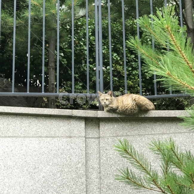 길고양이,고양이,냥이,야옹이,길냥이,뚱냥이,노란고양이,치즈태비,휴식,쉼터,동물,Cat,동물,animal,포유류,mammal,고양이,cat,kitten,kitty