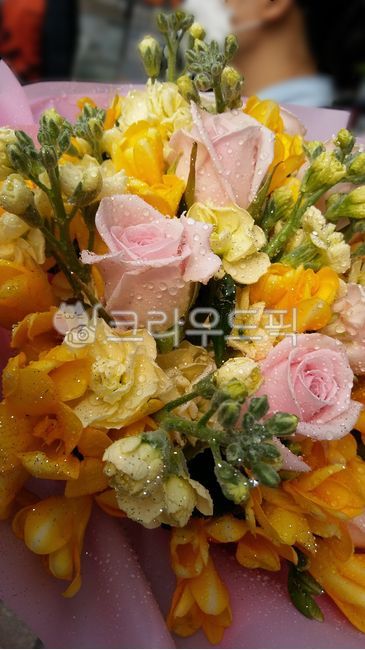 꽃다발,장미꽃,프리지아,장미꽃다발,프리지아꽃다발,프로포즈,사랑고백,축하선물