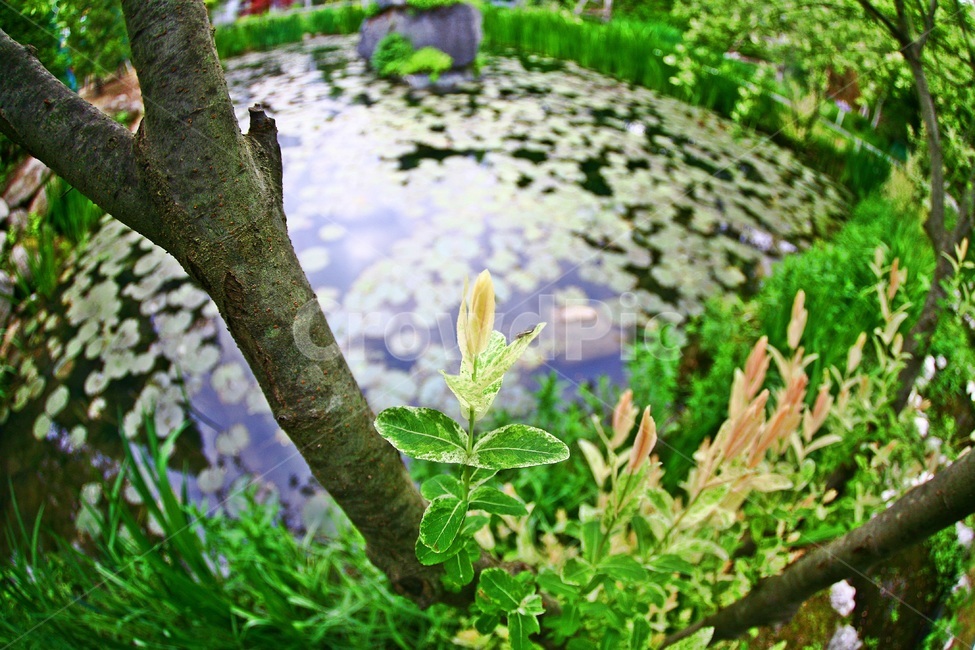 원주허브팜,호수,허브팜,삼색버드나무,초록,식물,자연,plants,nature
