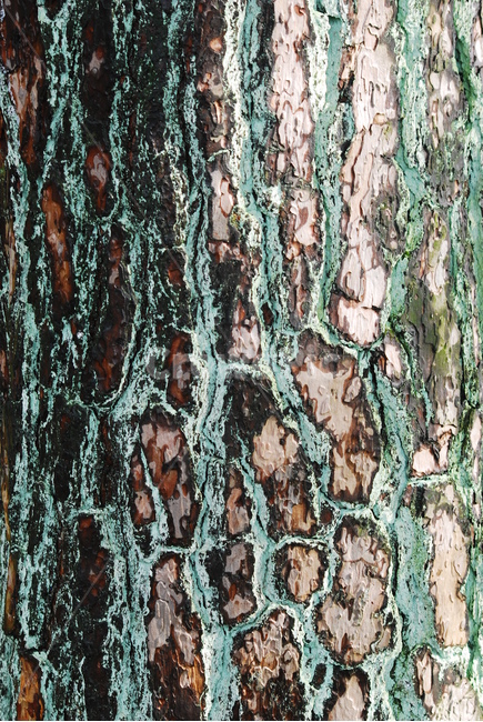 텍스쳐,나무껍질,패턴,바탕,배경,백그라운드,질감,표면,texture,background,반복,추상,빈티지,vintage,소나무껍질,세월,이끼,외피,pattern,텍스처,질감,패턴,texture,pattern