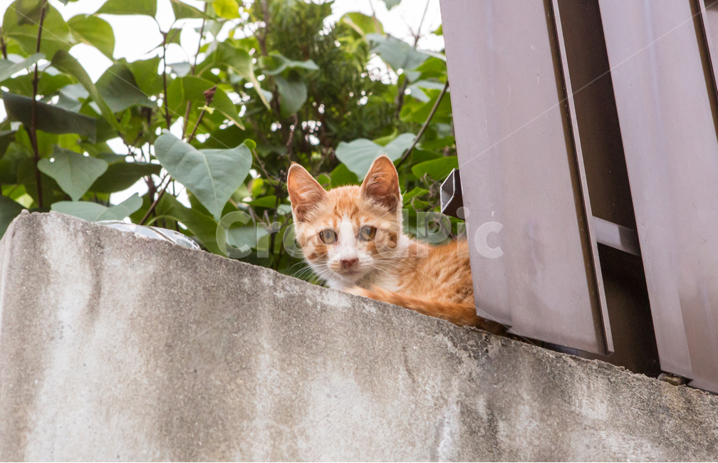고양이,길고양이,아기고양이,애완동물,동물,냥이,animal,cat,kitty,포유류,예쁜,캣,귀여운,동물,animal,포유류,mammal,고양이,cat,kitten,kitty