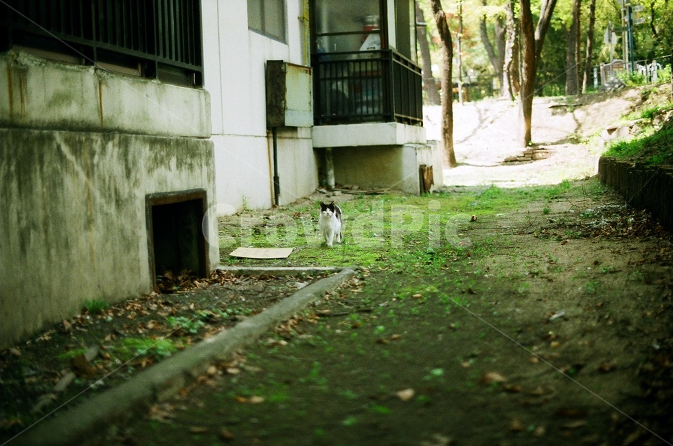 고양이,옛집,도둑고양이,이끼,음지